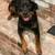 Rehoming a loving Rottweiler 2 thumbnail