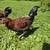 SOLD   -   Young Americana Roosters for sale 6 thumbnail