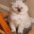 Exotic Himalayan kittens looking for loving homes 2 thumbnail