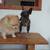 $63.00 / Night Dog Boarding - Cozy Care for Small & Teacup Dogs💖 14 thumbnail