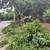 "Arturo" Landscaping 16 thumbnail