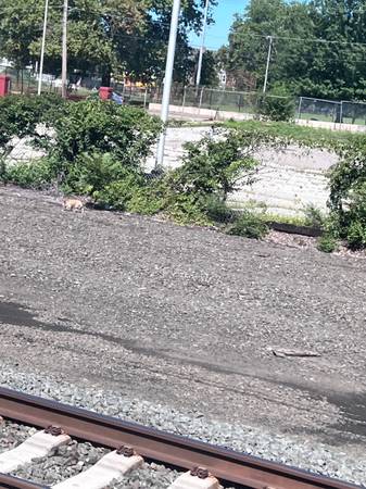 Small beige or tan dog spotted by train tracks (CHW train line outbound right before North Philly stop)63797764572929122
