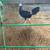 Game chickens 1 thumbnail