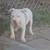 Puppy,bully. 1 thumbnail