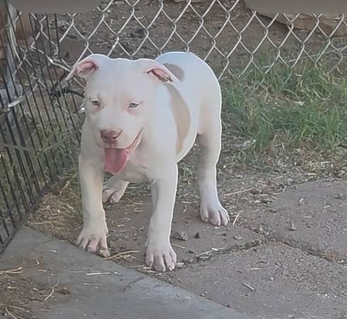 Puppy,bully. 1