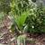 Fan Palms 5 thumbnail
