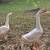 Chinese Geese 3 thumbnail