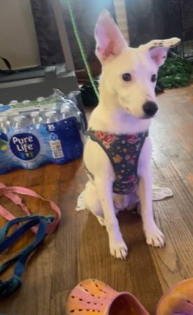 Chihuahua mix 1
