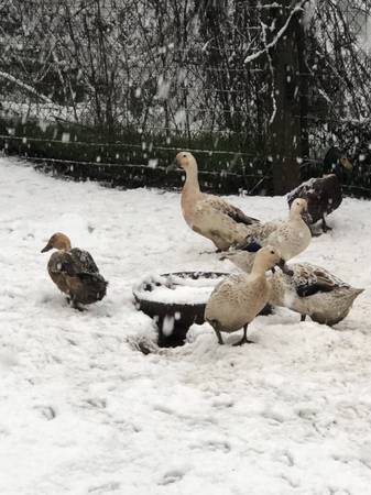 Farm birds , friends not food (Rainier)63916215274626123