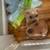 I have 2 puppies for rehoming 2 thumbnail