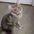 2 kittens 1 thumbnail