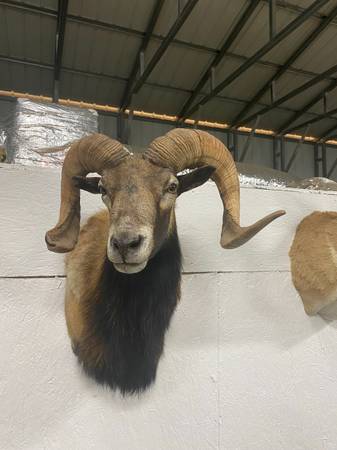 Mouflan Ram Mount 1