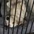AKC Golden Retriever 2 thumbnail