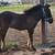Mini black filly 2 thumbnail