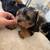 yorkies 3 thumbnail