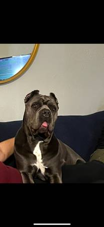 Cane Corso63859317868289123