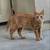 domestic shorthair kitten $60 5 thumbnail