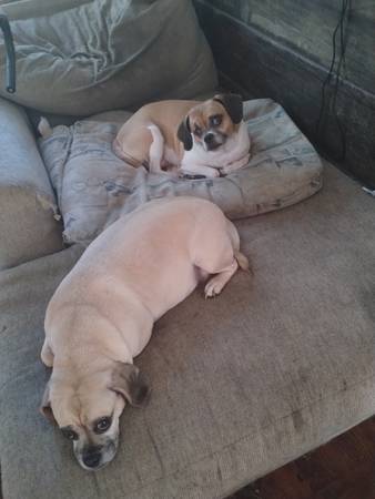 Puggles63690314926721120