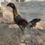 Gamefowl gallos fino 4 thumbnail