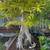 bonsai 22 thumbnail