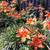 Perennials 9 thumbnail