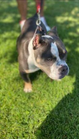 Female Bully (Galt)