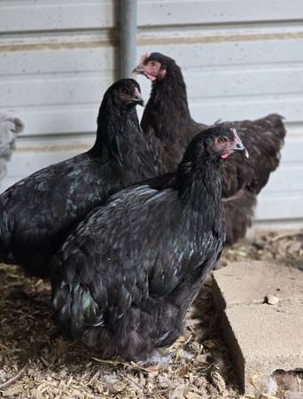 Orpington and Easter Egger Pullets  Hatched Feb 24 1
