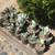Potted Artichoke Agave - Ready to Plant 2 thumbnail