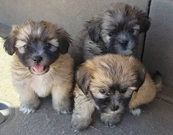 4 lhasa-poo 7 weeks old 1