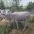 MEAT/BREEDING LAMBS 2 thumbnail
