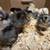 True Blue Whiting Chicks – Excellent Blue Egg Layers 3 thumbnail