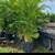 40 areca palms 4-5ft tall planted 11 thumbnail