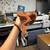 Red Factor Corn Snake - born 2023 7 thumbnail