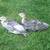 Narragansett Heritage Turkey Chicks! AVAILABLE NOW! 3 thumbnail