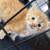 Rehoming kittens 4 thumbnail