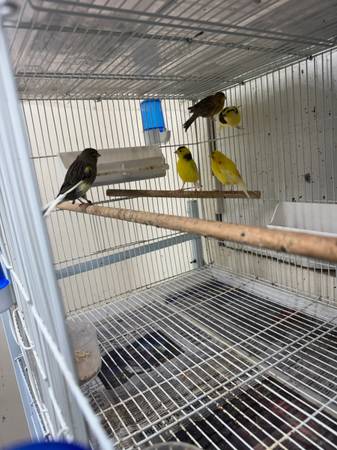 Canaries $75 & up602890230197145606
