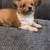 Longhaired Chiweenies 1 thumbnail