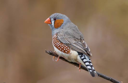 Zebra Finch 1