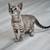 Bengal kittens 1 thumbnail