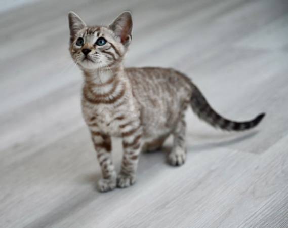 Bengal kittens 1