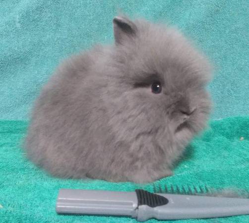Lionhead Bunnies/ Rabbits 1