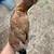 Pullets 2 thumbnail