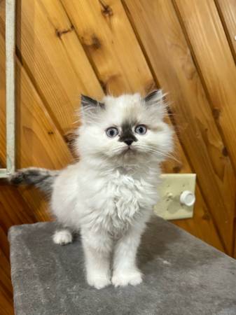 Gatitos cruce Himalaya para reubicar (Remsen)63840149884673122