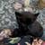 3 week old kittens 1 thumbnail