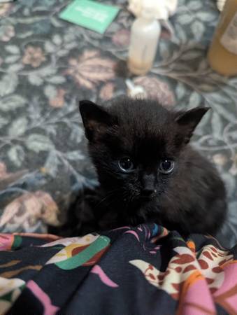 3 week old kittens 1