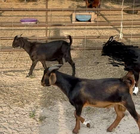 Goats 1