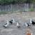 Magpie ducks, hens and drakes 2 thumbnail