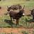 Minature donkeys 3 thumbnail