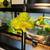 green tree python 5 thumbnail