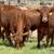 Beefmaster & Beefmaster Cross Replacement Heifers 12 thumbnail